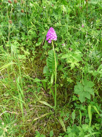 Anacamptis pyramidalis